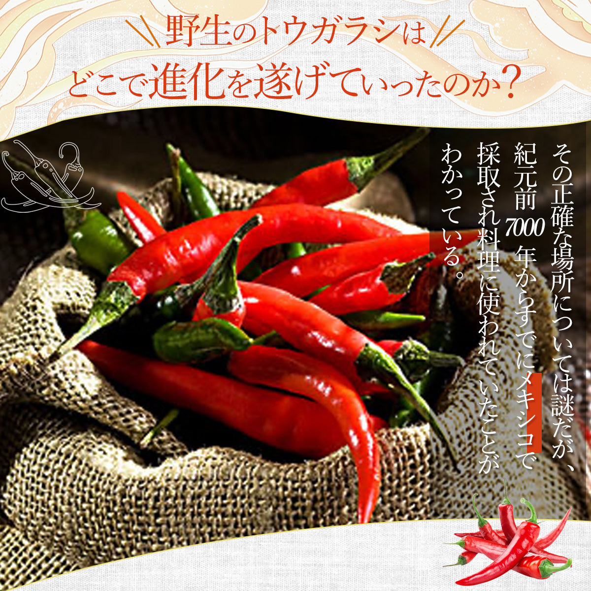 乾燥トウガラシ10g