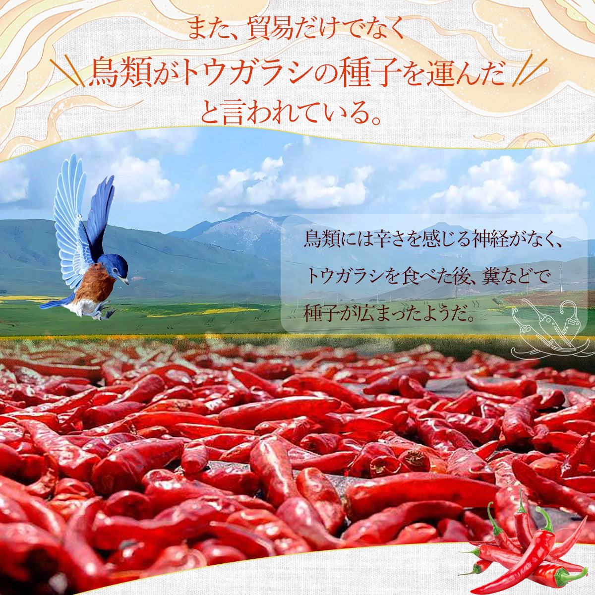 乾燥トウガラシ10g
